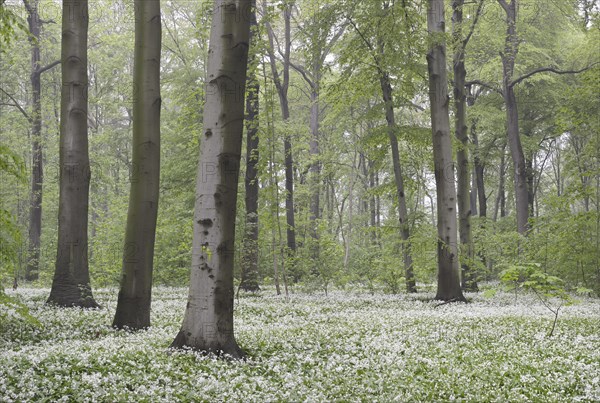 Flowering wild garlic (Allium ursinum) in spring forest