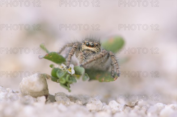 Gold eyes jumping spider (Philaeus chrysops)