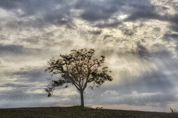 Solitary tree on a field