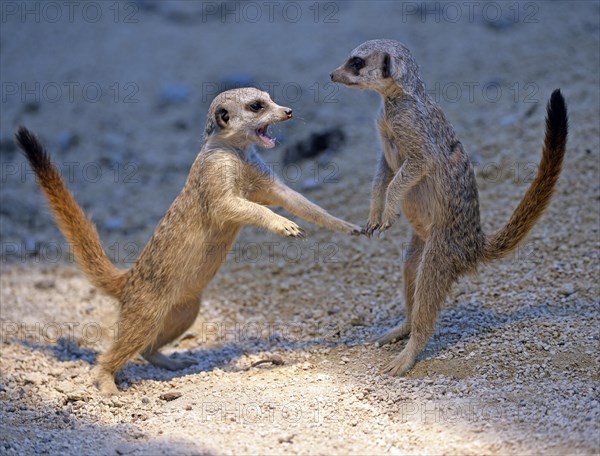 Meerkats (Suricata suricatta)