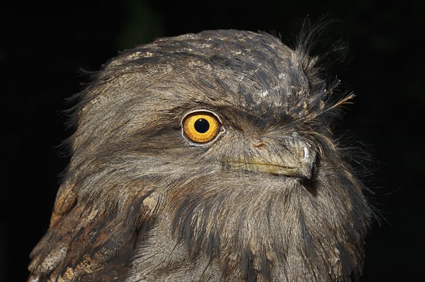 Tawny Frogmouth (Podargus strigoides)