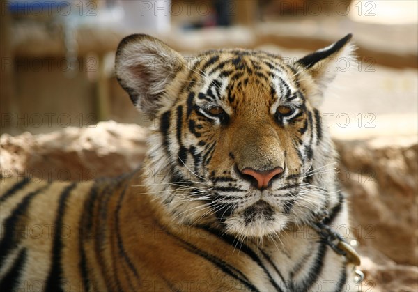 Tiger Temple or Wat Pa Luangta Bua