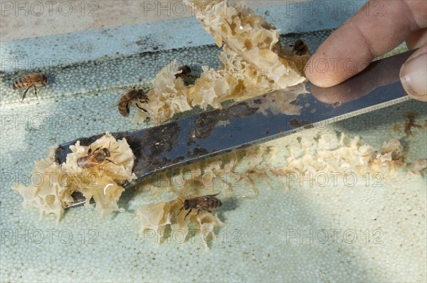 Beekeeping