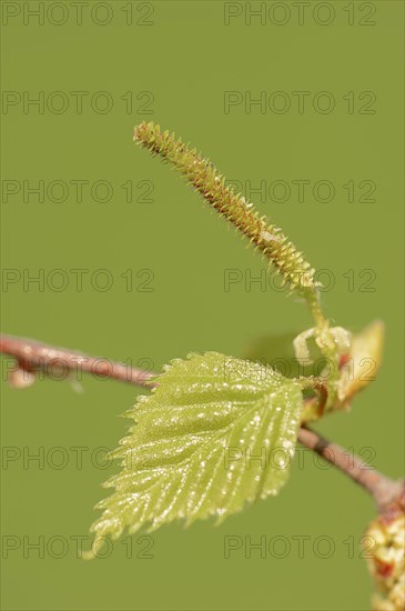 Silver birch (Betula pendula)