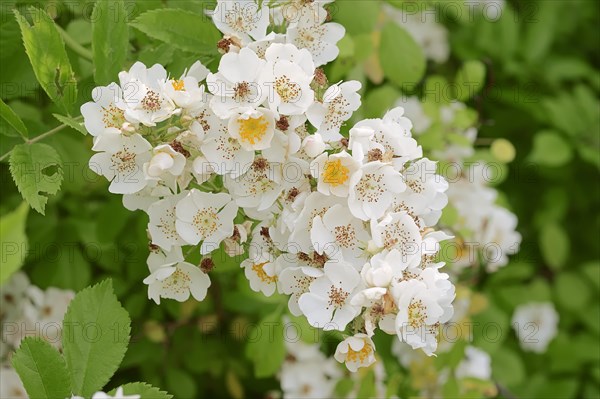 Multiflora Rose (Rosa multiflora