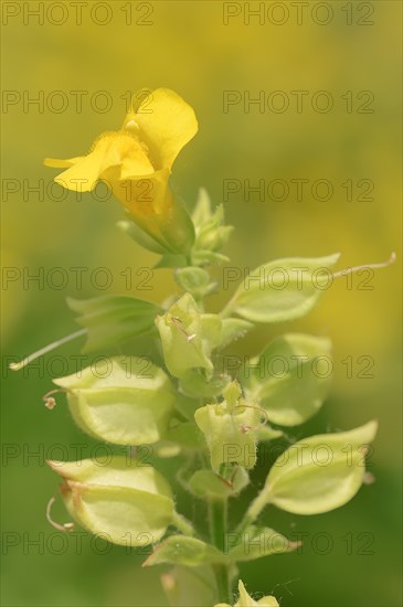 Common Monkey-Flower (Mimulus guttatus)