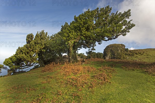 Old Bay Laurel Trees (Laurus nobilis)