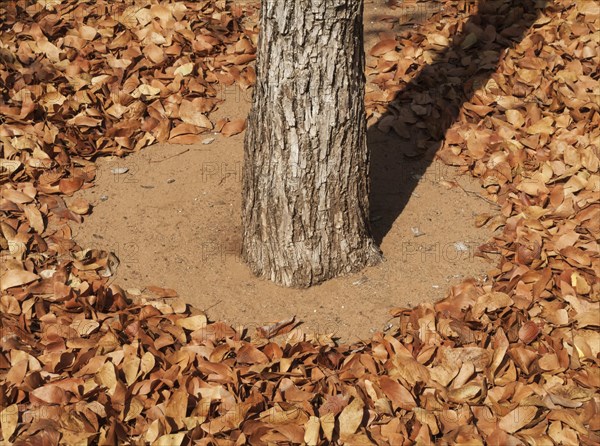 Fallen Mopane leaves (Colophospermum mopane)