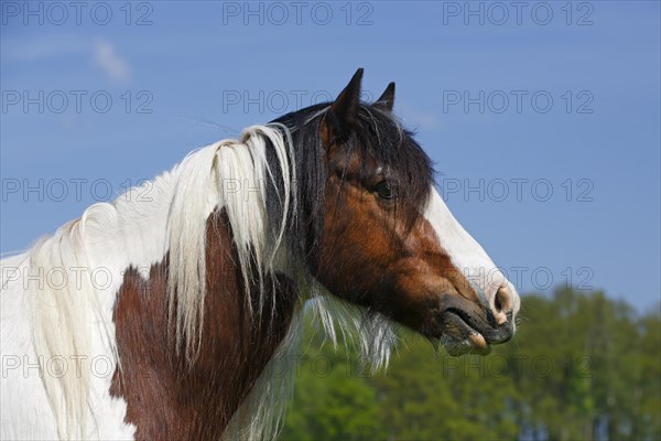 Gypsy Cob