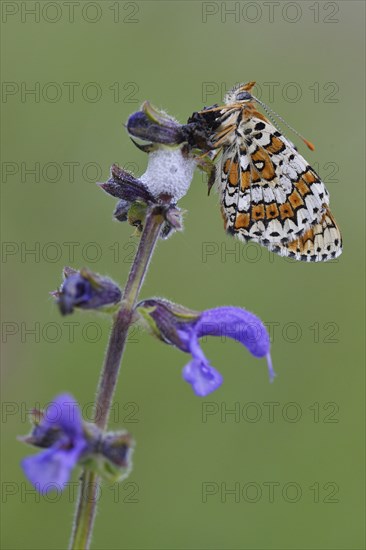 Spotted Fritillary or Red-band Fritillary (Melitaea didyma)