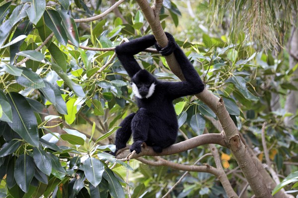 Northern White-cheeked Gibbon (Nomascus leucogenys)