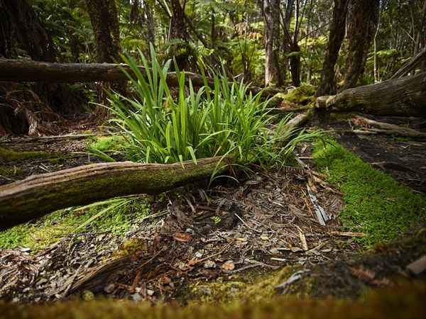 Forest floor in Hawaii Volcanoes National Park