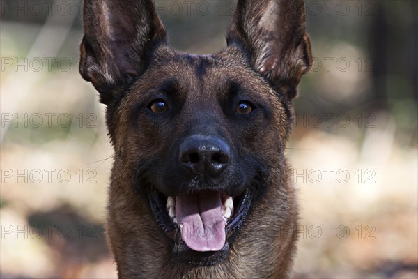 Malinois