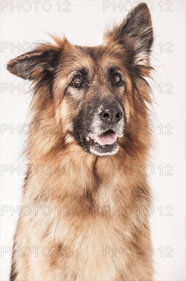 Old German Shepherd