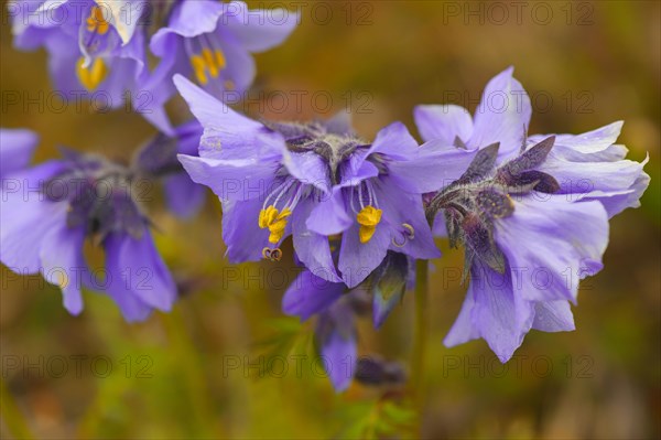 Boreal Jacobs-ladder (Polemonium boreale)