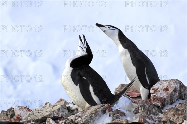 Chinstrap penguins (Pygoscelis antarctica)