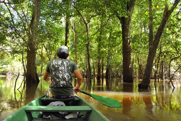 Man travelling in a canoe on the Rio Solimoes river in the flooded Varzea-jungle
