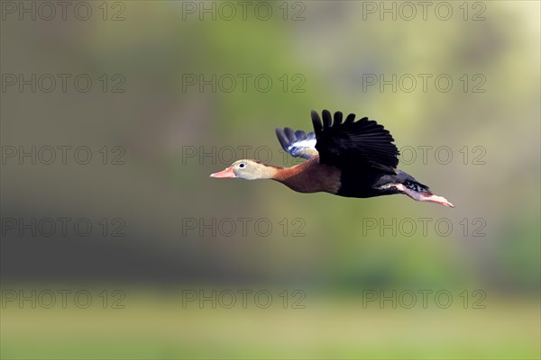 Black-bellied Whistling Duck (Dendrocygna autumnalis)