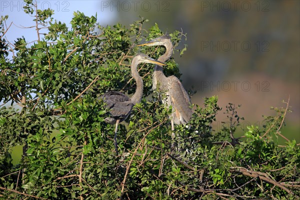 Great Blue Heron (Ardea herodias)