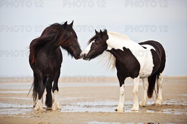 Tinker gelding