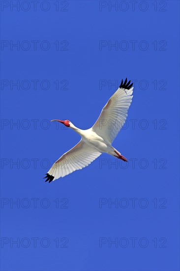 American White Ibis (Eudocimus albus)