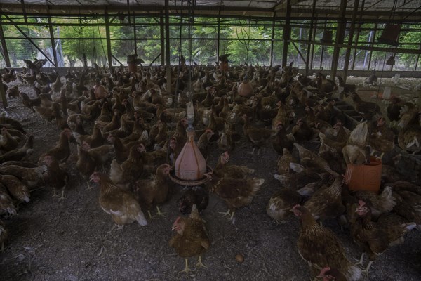 Chickens on a poultry farm