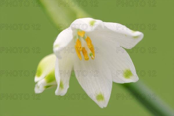 Summer Snowflake (Leucojum aestivum)