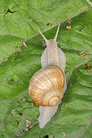 Burgundy Snail (Helix pomatia)