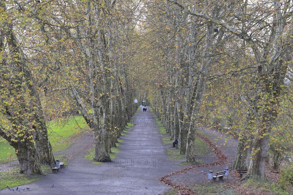 Avenue of plane trees