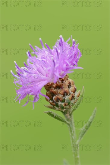 Brown Knapweed (Centaurea jacea)