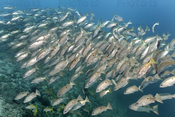 A shoal of Blackspot snappers (Lutjanus ehrenbergii) Dimaniyat Islands nature reserve