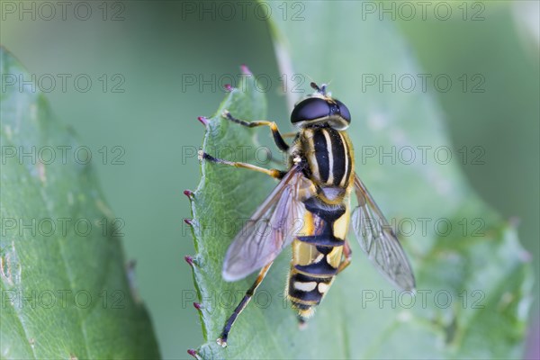 Hoverfly (Helophilus pendulus)