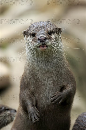 Oriental Small-clawed Otter (Amblonyx cinerea)