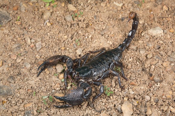 Emperor Scorpion (Pandinus imperator)