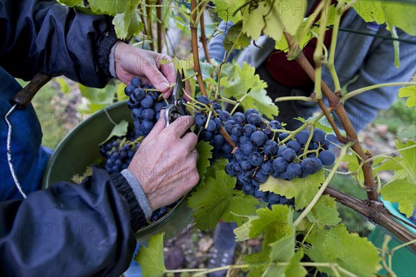 Grape harvest