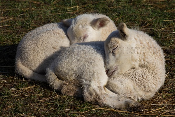 Domestic sheep (Ovis orientalis aries)