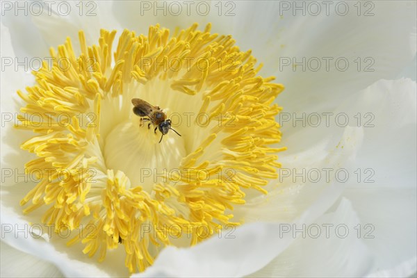 Tree Peony (Paeonia suffruticosa 'Godaishu')