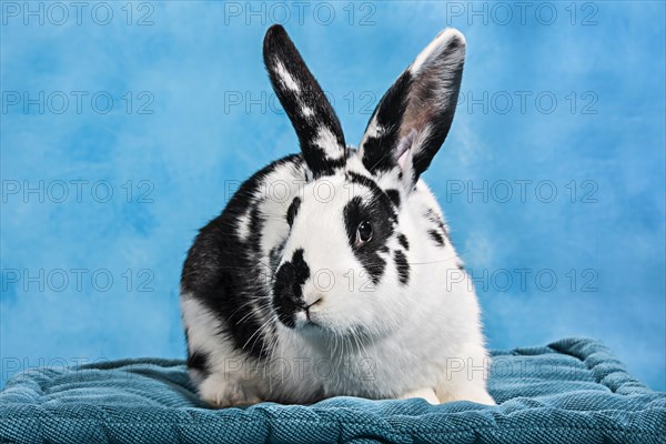 Black and white pinto rabbit