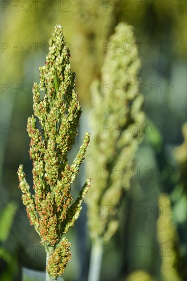 Indian barnyard millet (Echinochloa frumentacea)