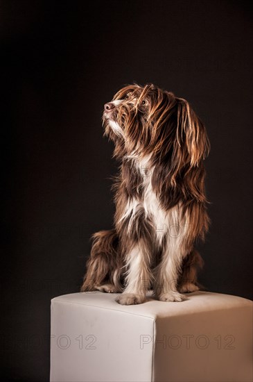 Brown mixed-breed dog sitting on a stool