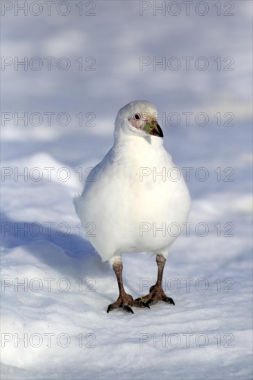 Snowy Sheathbill (Chionis alba)