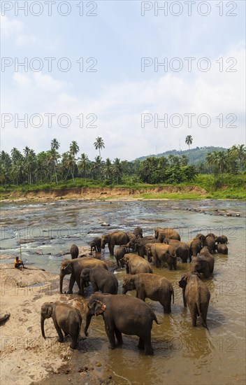 Herd of Asian elephants (Elephas maximus) from the Pinnawala Elephant Orphanage bathing in the Maha Oya river