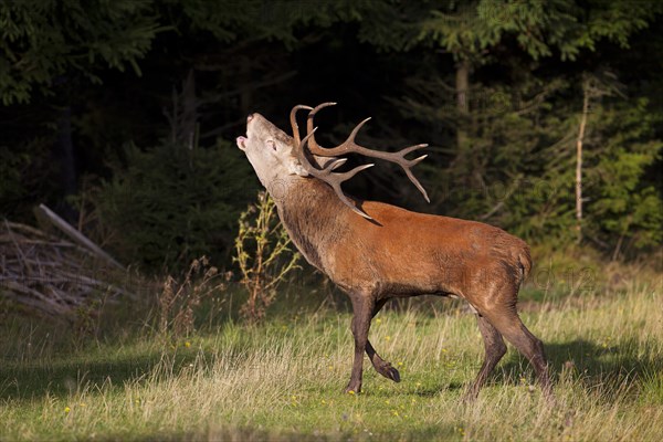 Red Deer (Cervus elaphus) roaring