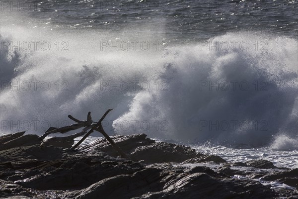 Driftwood in front of strong surf