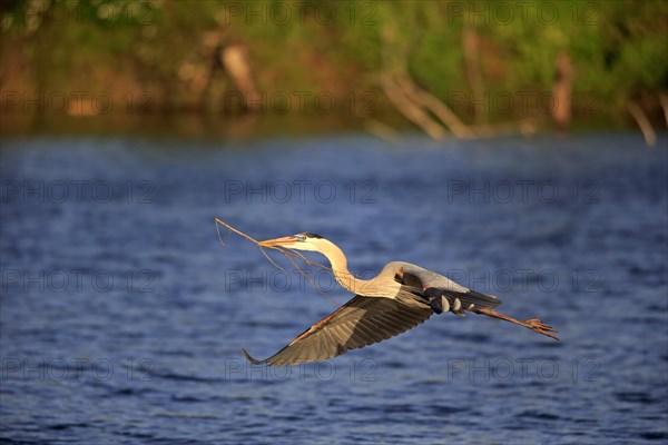 Great Blue Heron (Ardea herodias)