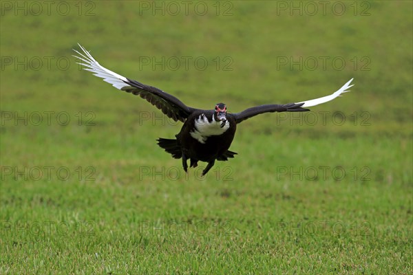 Muscovy Duck (Cairina moschata)