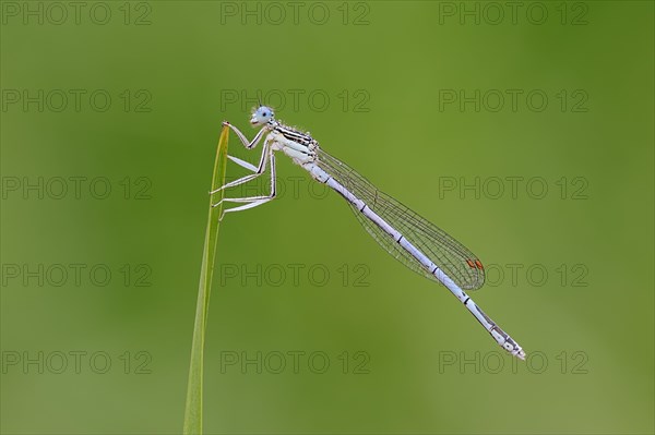 White-legged Damselfly or Blue Featherleg (Platycnemis pennipes)