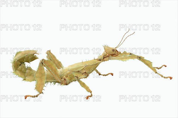 Giant Prickly Stick Insect (Extatosoma tiaratum)