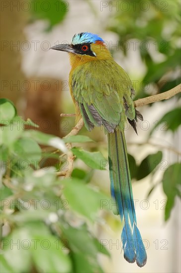 Blue-crowned Motmot (Momotus coeruliceps)