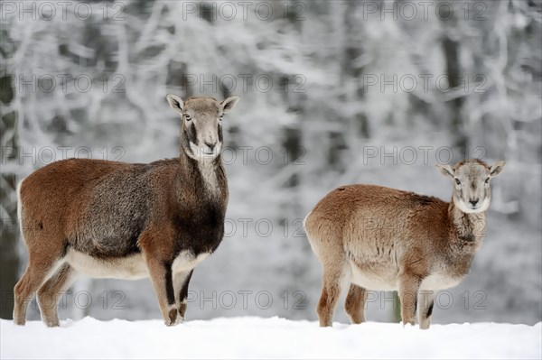 European Mouflon (Ovis orientalis musimon)